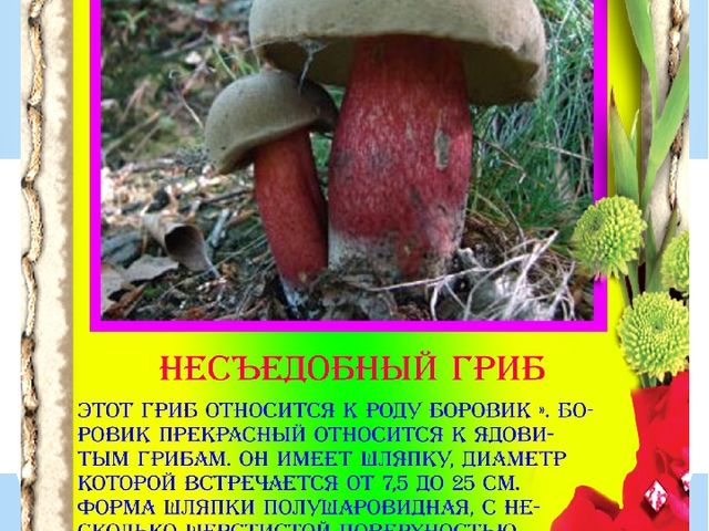 Презентация "Разновидности грибов" Основы экологии