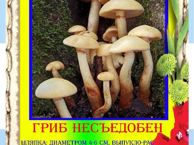 Презентация "Разновидности грибов" Основы экологии