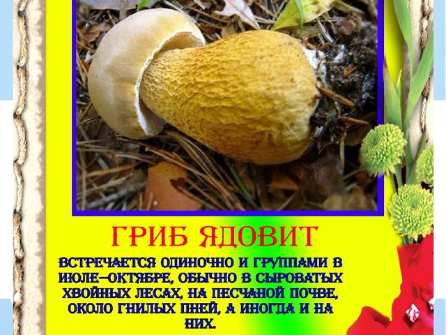 Презентация "Разновидности грибов" Основы экологии