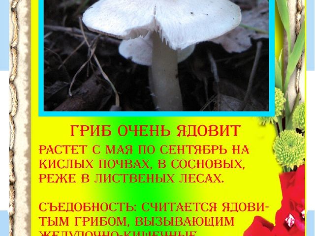 Презентация "Разновидности грибов" Основы экологии