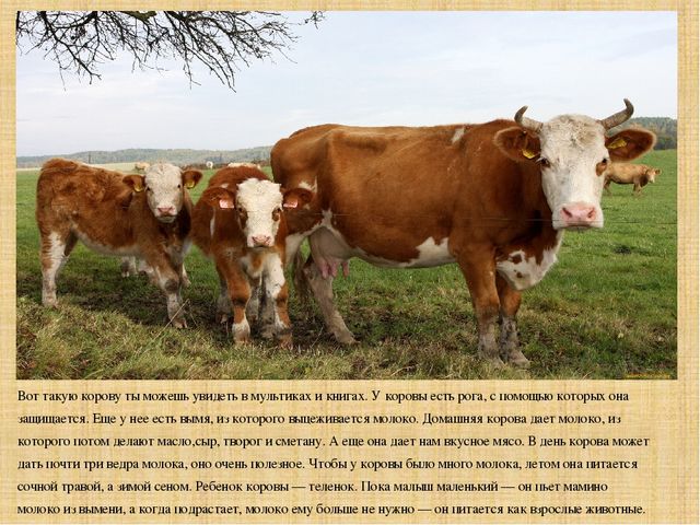 Презентация "Экскурсия на ферму"