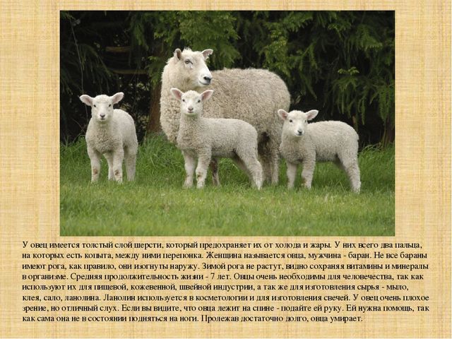 Презентация "Экскурсия на ферму"