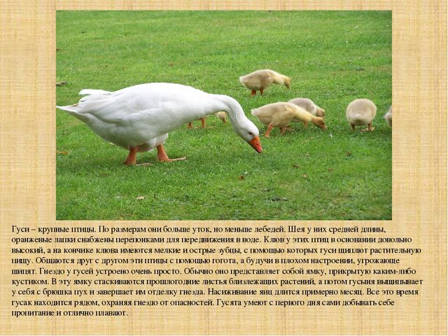 Презентация "Экскурсия на ферму"