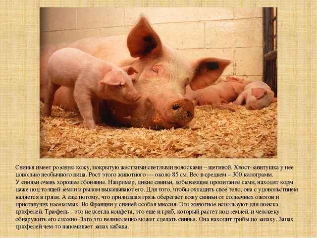 Презентация "Экскурсия на ферму"