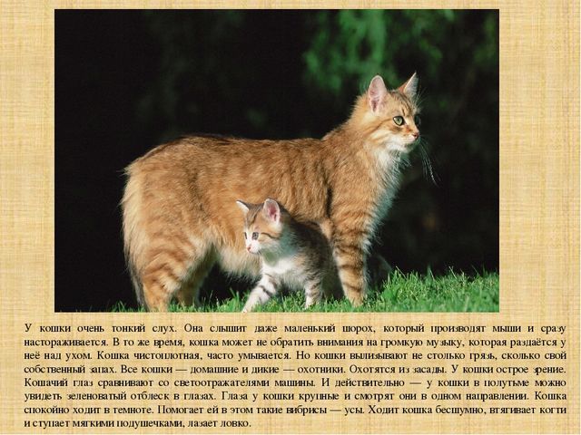 Презентация "Экскурсия на ферму"
