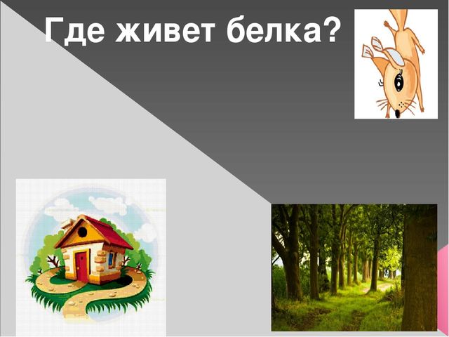 Презентация для дошкольников "Белка в лесу"