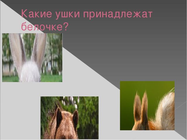 Презентация для дошкольников "Белка в лесу"