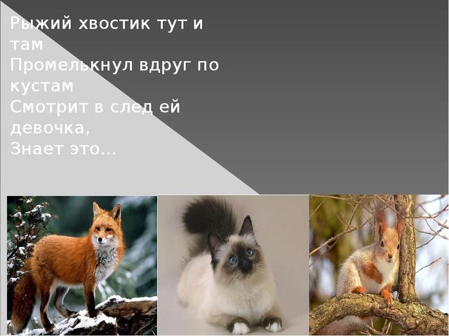 Презентация для дошкольников "Белка в лесу"