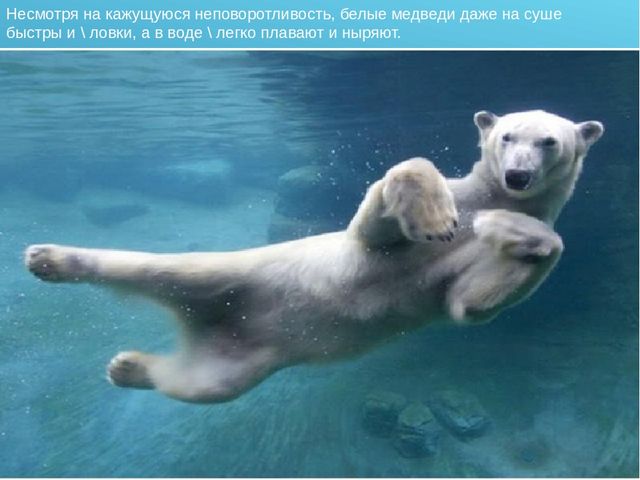 Презентация для детского сада на тему "Животные Крайнего Севера"