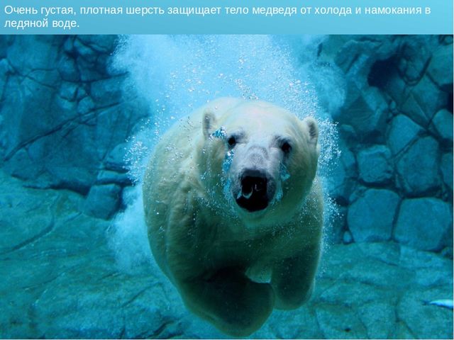 Презентация для детского сада на тему "Животные Крайнего Севера"