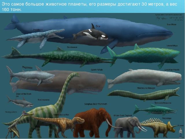 Презентация для детского сада на тему "Животные Крайнего Севера"