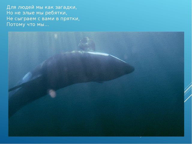 Презентация для детского сада на тему "Животные Крайнего Севера"