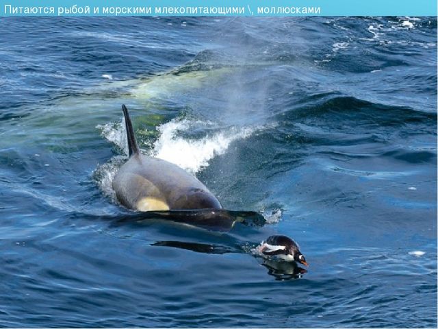 Презентация для детского сада на тему "Животные Крайнего Севера"