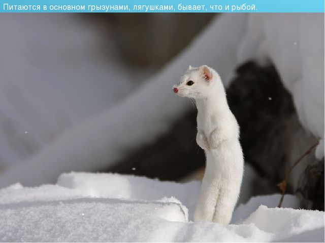 Презентация для детского сада на тему "Животные Крайнего Севера"