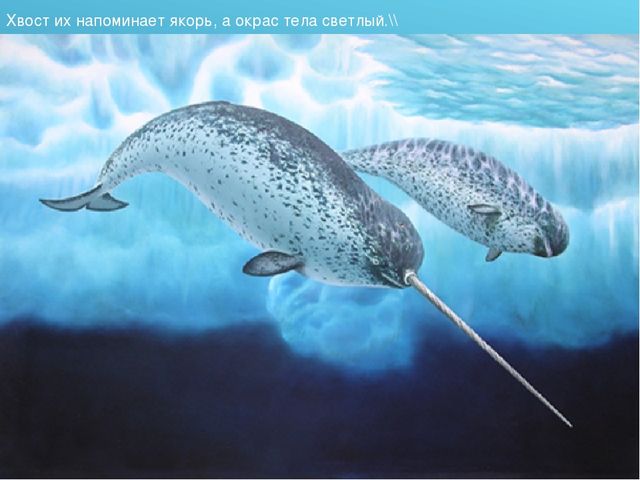 Презентация для детского сада на тему "Животные Крайнего Севера"