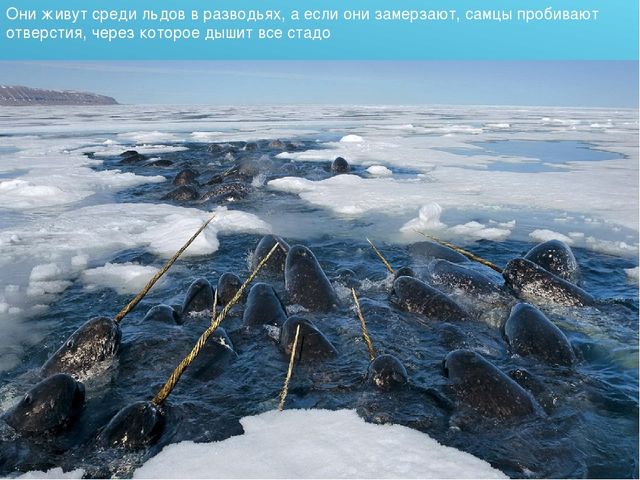 Презентация для детского сада на тему "Животные Крайнего Севера"
