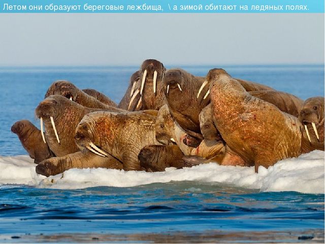 Презентация для детского сада на тему "Животные Крайнего Севера"
