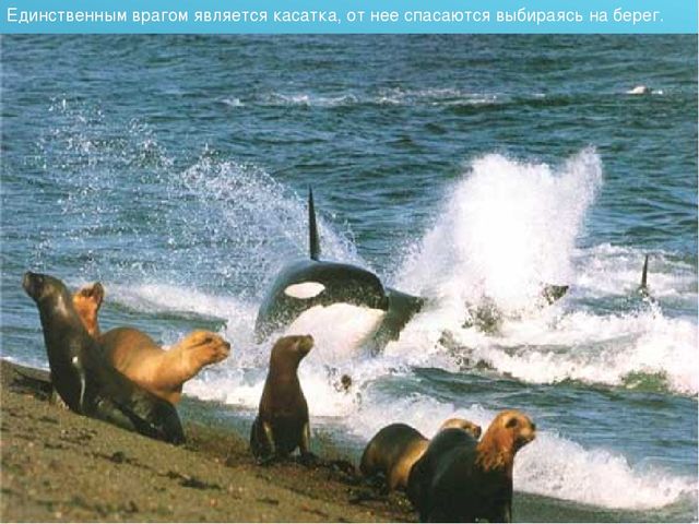 Презентация для детского сада на тему "Животные Крайнего Севера"