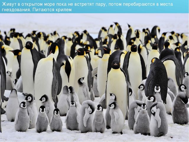 Презентация для детского сада на тему "Животные Крайнего Севера"