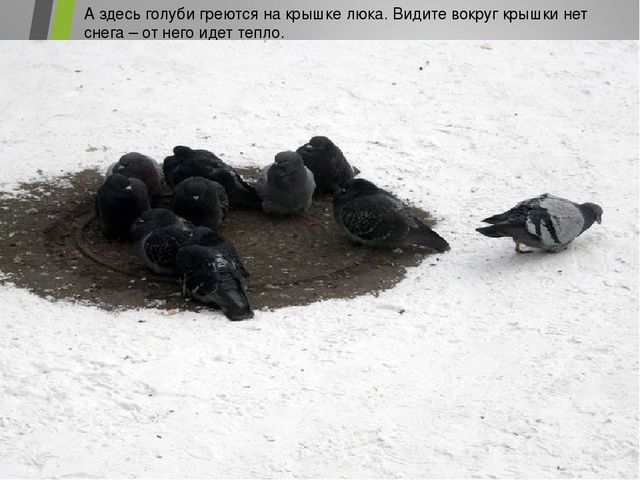 Презентация для детского сада на тему "Наши друзья пернатые"