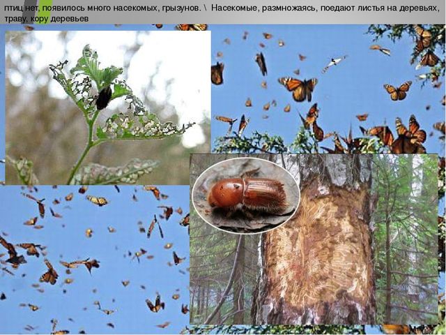 Презентация для детского сада на тему "Наши друзья пернатые"