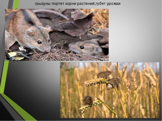 Презентация для детского сада на тему "Наши друзья пернатые"