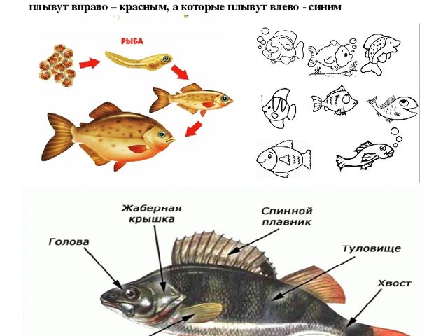 Занятие по теме рыбы