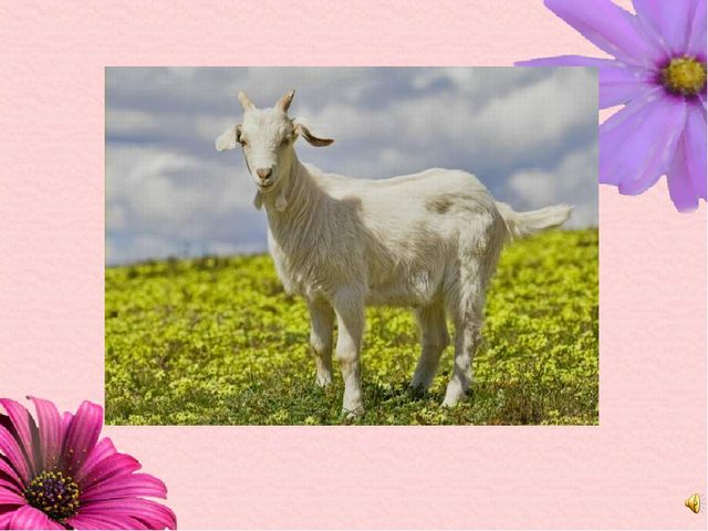 Презентация."Учим татарский язык вместе" .