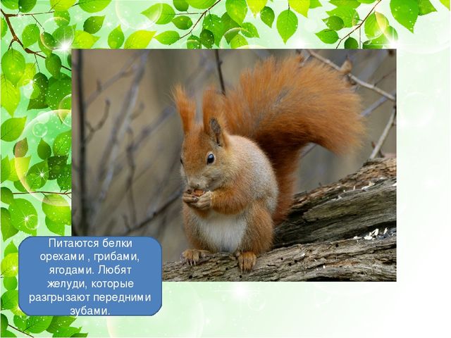 Презентация для детей дошкольного возраста"Белка"