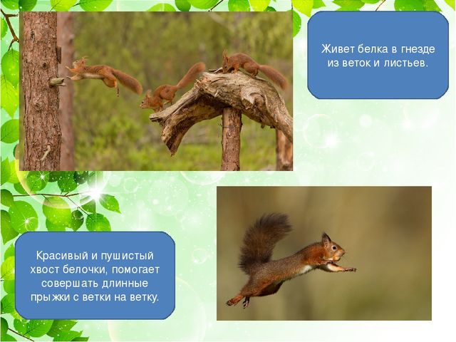 Презентация для детей дошкольного возраста"Белка"