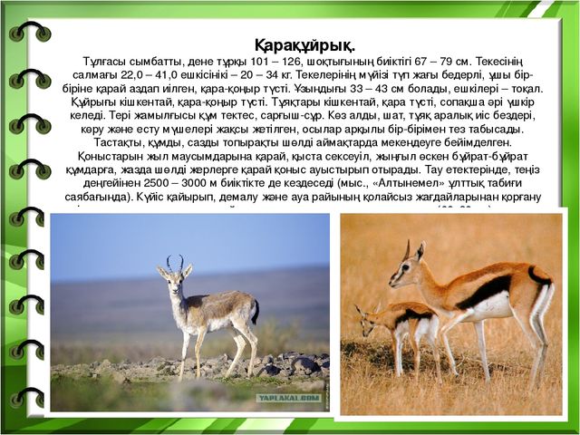 Презентация на тему "Біздің өлкенің жануарлары мен құстары"