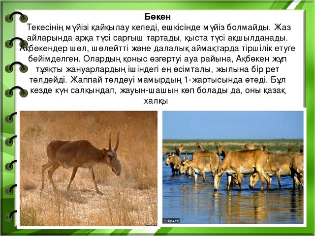 Презентация на тему "Біздің өлкенің жануарлары мен құстары"