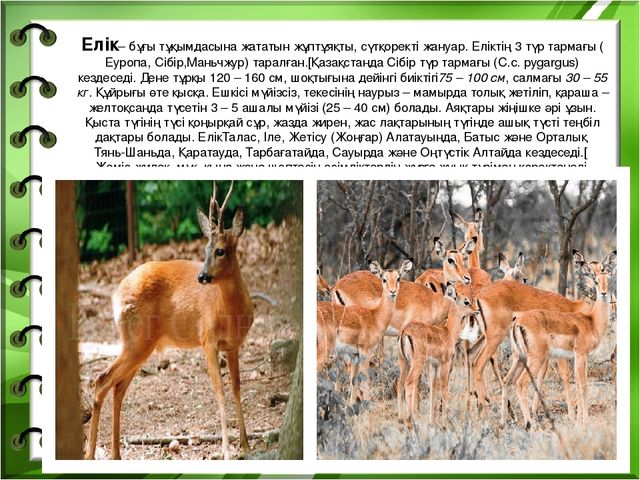 Презентация на тему "Біздің өлкенің жануарлары мен құстары"