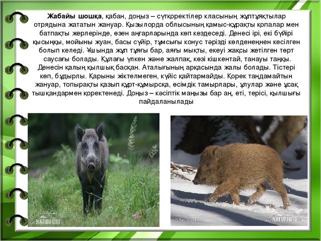 Презентация на тему "Біздің өлкенің жануарлары мен құстары"