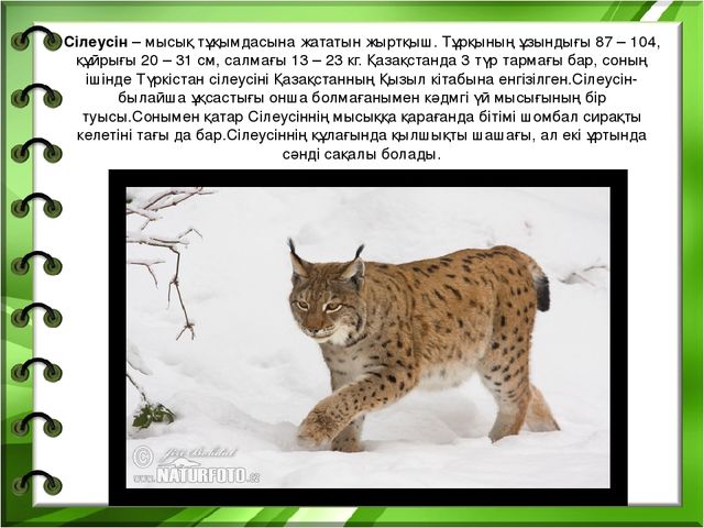 Презентация на тему "Біздің өлкенің жануарлары мен құстары"