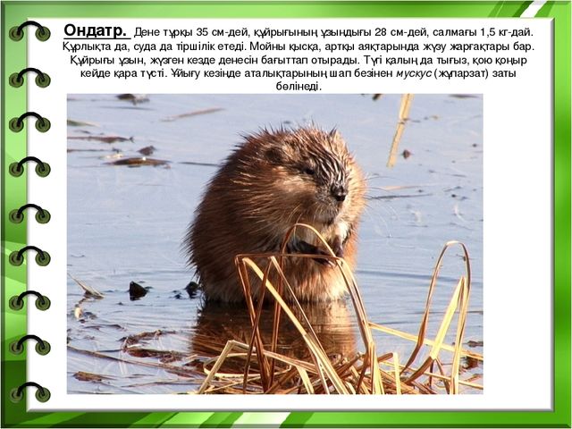 Презентация на тему "Біздің өлкенің жануарлары мен құстары"