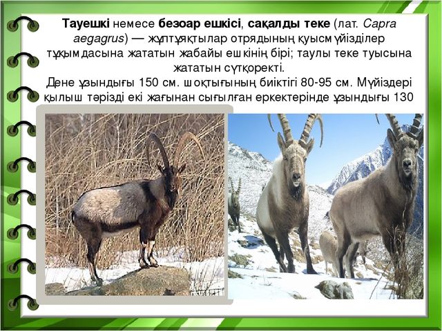 Презентация на тему "Біздің өлкенің жануарлары мен құстары"