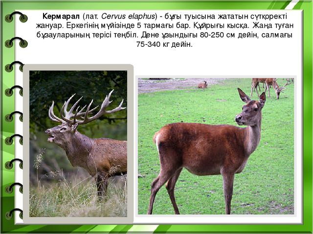 Презентация на тему "Біздің өлкенің жануарлары мен құстары"