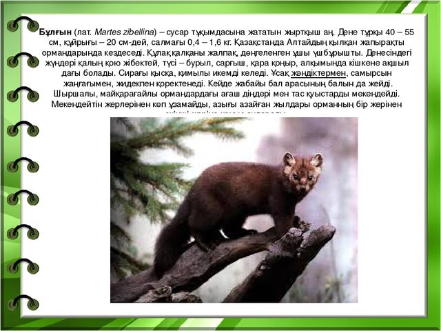 Презентация на тему "Біздің өлкенің жануарлары мен құстары"