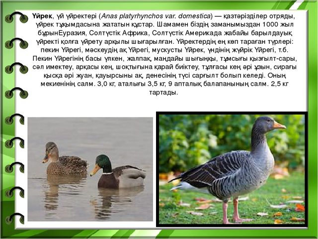 Презентация на тему "Біздің өлкенің жануарлары мен құстары"