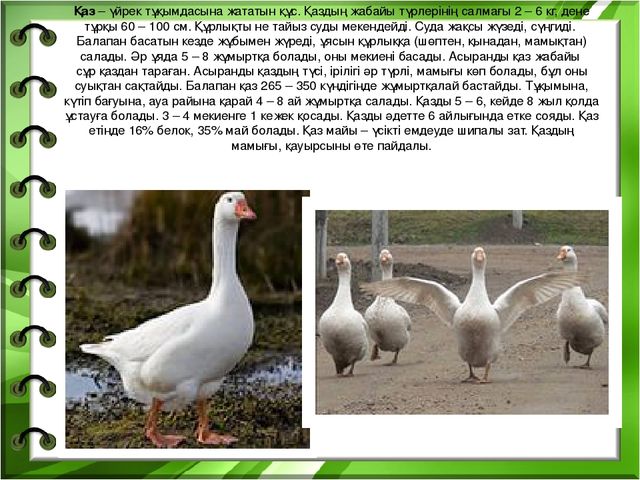 Презентация на тему "Біздің өлкенің жануарлары мен құстары"