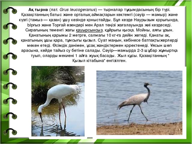 Презентация на тему "Біздің өлкенің жануарлары мен құстары"