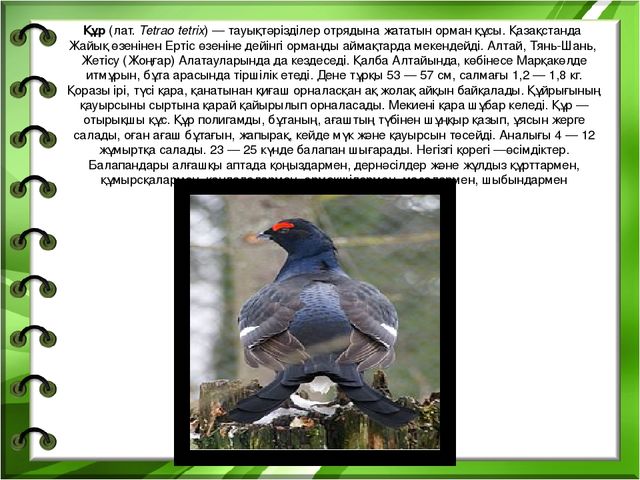 Презентация на тему "Біздің өлкенің жануарлары мен құстары"