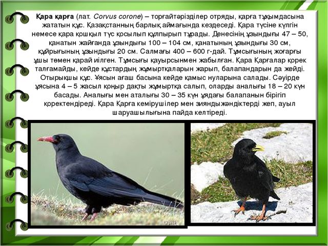 Презентация на тему "Біздің өлкенің жануарлары мен құстары"