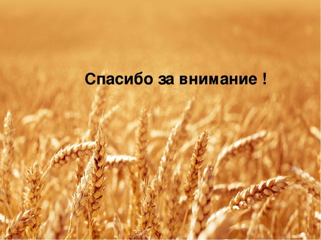 Презентация "Хлебушек душистый, теплый золотистый"