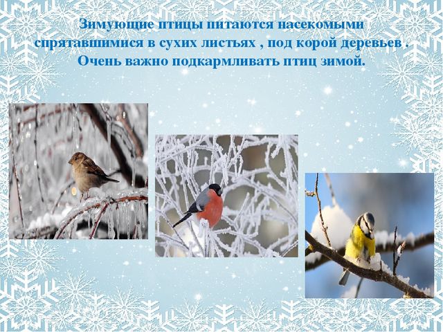 Презентация для дошкольников "Зима"