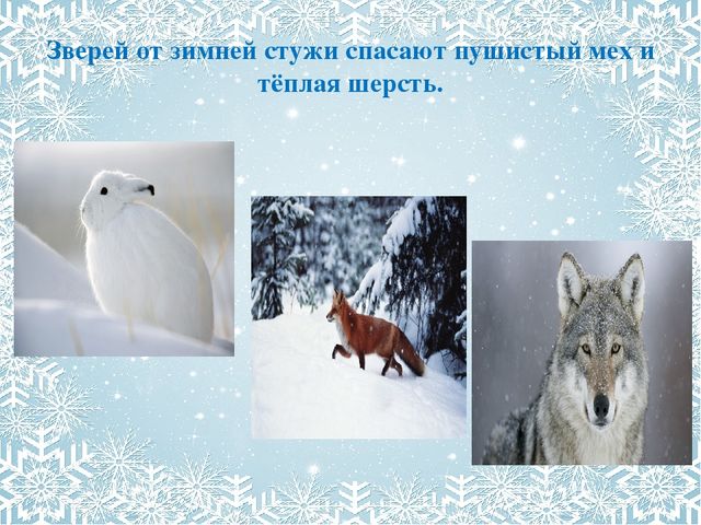 Презентация для дошкольников "Зима"