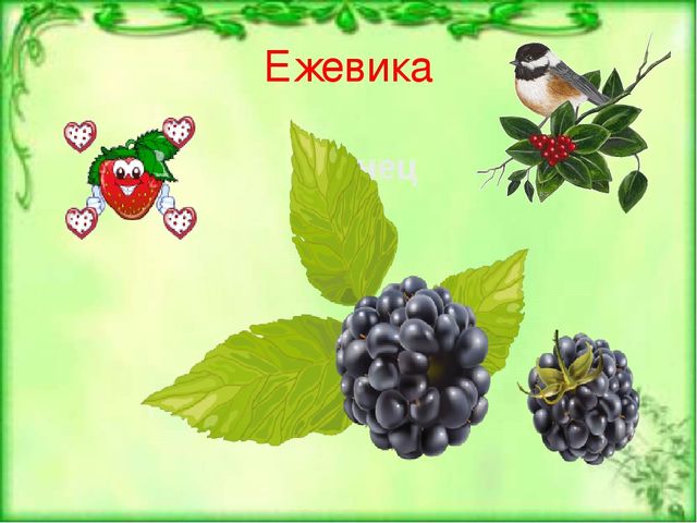 Презентация по ознакомлению с окружающим и природным миром "Лесные ягоды"