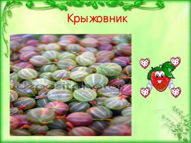 Презентация по ознакомлению с окружающим и природным миром "Лесные ягоды"