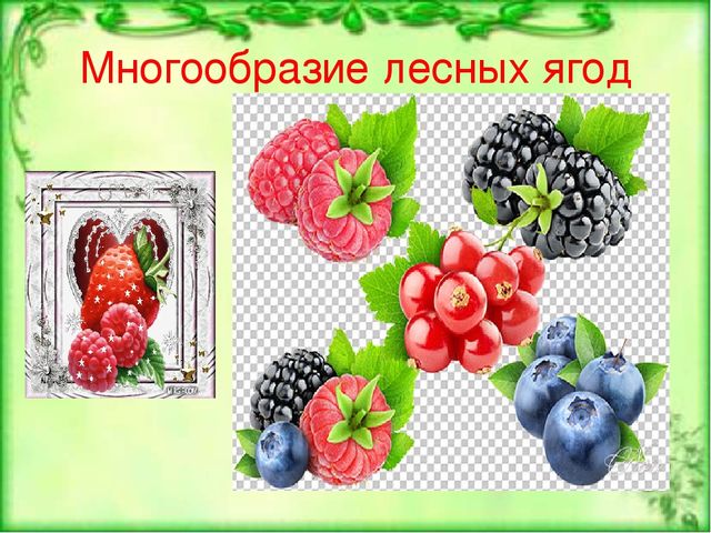 Презентация по ознакомлению с окружающим и природным миром "Лесные ягоды"